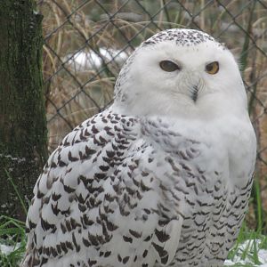 01 2024 - Snowy owl