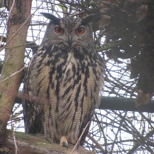 01 2024 - Eurasian eagle-owl