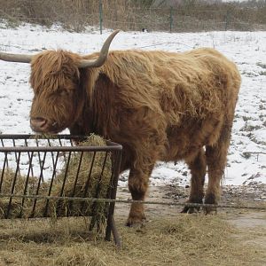 01 2024 - Highland cattle