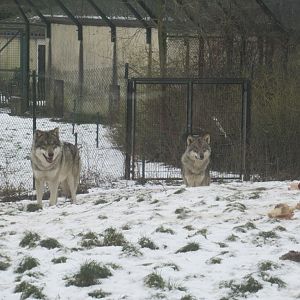 01 2024 - Grey wolves