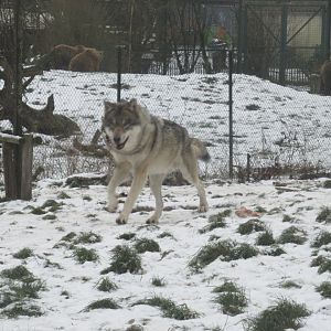01 2024 - Grey wolf