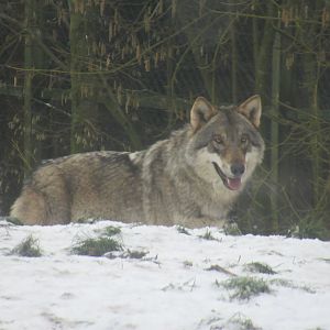 01 2024 - Grey wolf