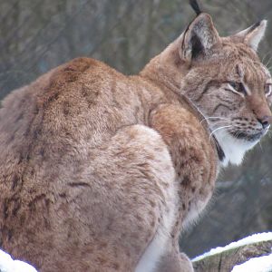 01 2024 - Eurasian lynx