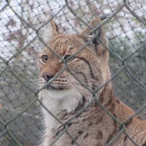 01 2024 - Eurasian lynx