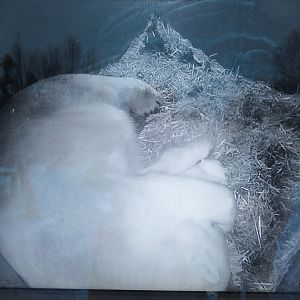 01 2024 - Screenshot made of polar bear nest cam