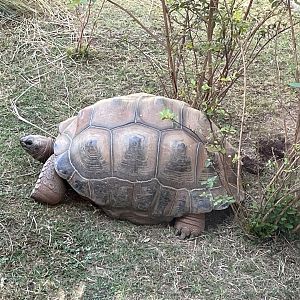 Aldabra Tortoise