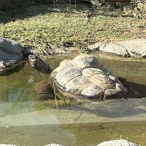 Aldabra Tortoise taking a Dip