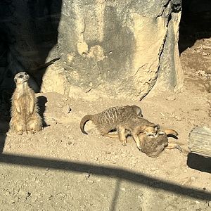 Meerkats