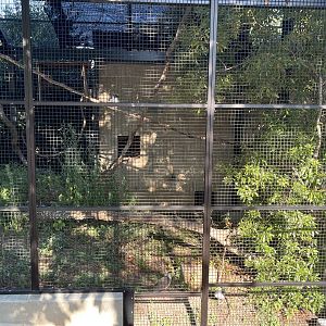 Kookaburra and Masked Lapwing Aviary