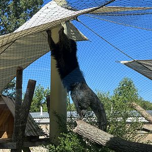 Binturong