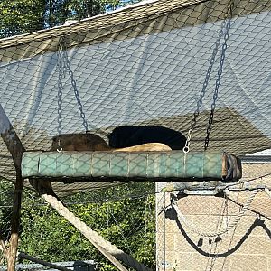 Sleeping Black Howlers