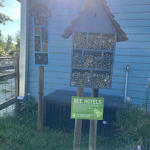 Bee Hotel