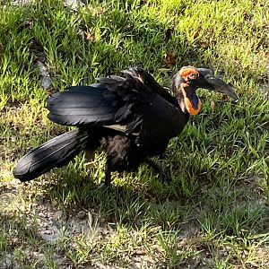 Southern Ground Hornbill