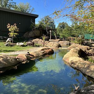 Pygmy Hippo Outdoor Habitat
