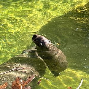 Pygmy Hippo Mother “Holly” and Calf “Huckleberry”