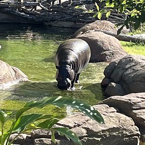 Pygmy Hippo “Holly”