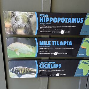 Pygmy Hippo and Cichlid Signage