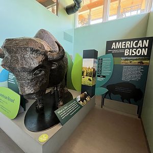Old Bison Statue