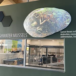 Freshwater Mussel Lab
