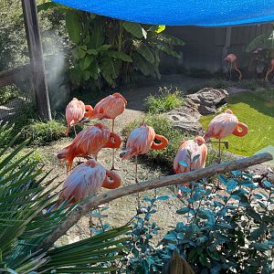American Flamingos