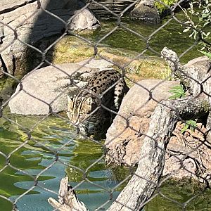 Fishing Cat