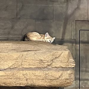 Sand Cat