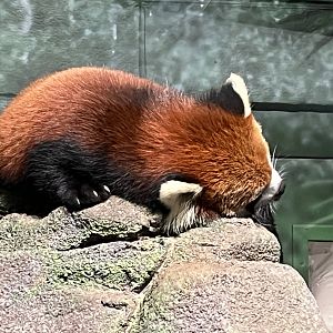 Red Panda