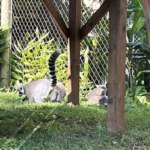 Ring-tailed Lemurs