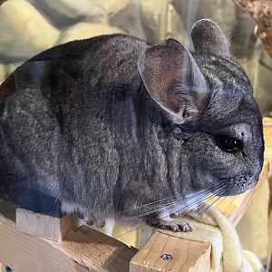 Chinchilla