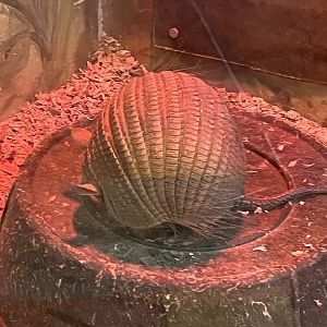 Screaming Hairy Armadillo