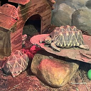 Burmese Star Tortoises