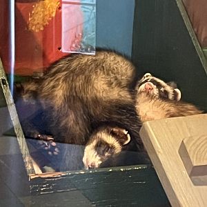 Domestic Ferrets