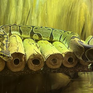 Ball Python