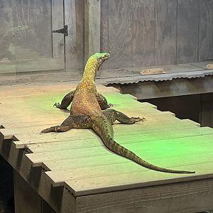 Komodo Dragon
