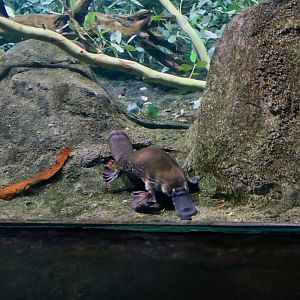 Duck-Billed Platypus (Ornithorhynchus anatinus)