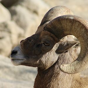 Desert Bighorn Sheep (Ovis canadensis nelsoni)