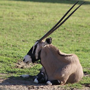 Gemsbok (Oryx gazella)
