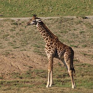 Masai Giraffe (Giraffa tippelskirchi) young