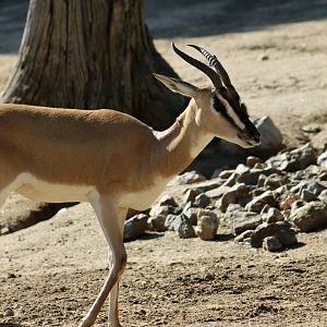 Nubian Soemmering's Gazelle (Nanger soemmerringii soemmerringii)