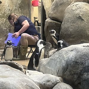 African Penguins and Keeper