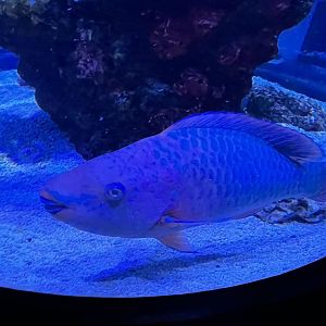 Parrotfish