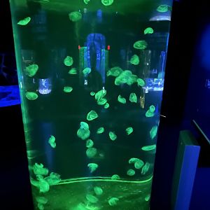 Moon Jellies