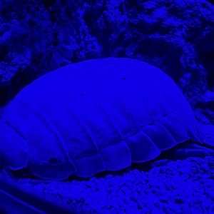 Giant Isopod