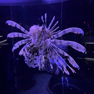 Lionfish
