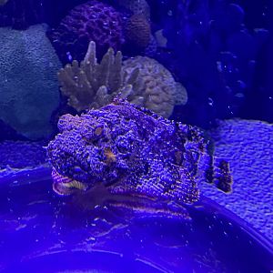 Scorpionfish