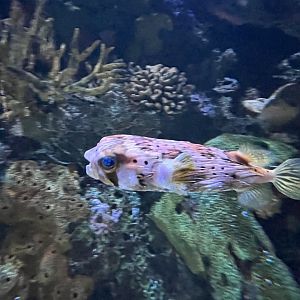 Porcupinefish
