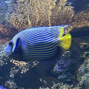 Emperor Angelfish