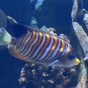 Royal Angelfish