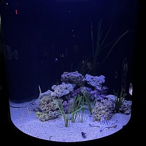 Garden Eels and Razorfish