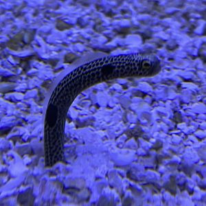 Garden Eel
